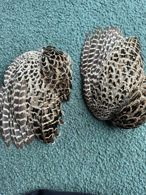 Ringneck Pheasant Wings For Dog Training,art Etc.
