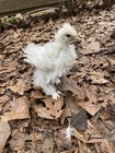 4+ Frizzles, Showgirl Silkie Hatching  Eggs — photo 2
