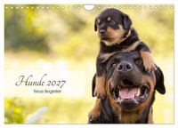 Calendar 2027 · US Version · Dogs 2027 - Faithful Companions (Wall Calendar 2027