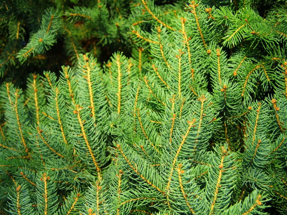 Picea abies 'Cupressina' - Norway Spruce *Live Plant - Image 4 of 4