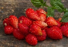 Strawberry se ds, 300 se ds, Strawberry Regina, Heirloom organic 156 TRACK  