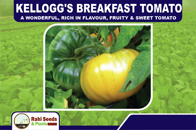 Kellogg's Breakfast Tomato - A Wonderful, Rich in Flavour, Fruity