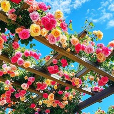 Imp. Hybrid Climbing Rose Flower Mix Seeds, Year-Round Blooms (Pack of 250+ seed