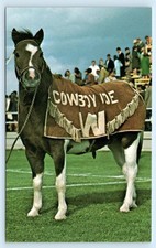 UNIVERSITY of WYOMING, Laramie WY ~ Mascot 