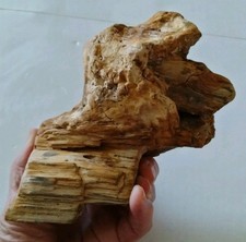 An Incredible Prehistoric Paleo-American, pet...