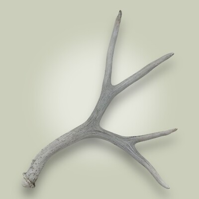 Naturally Shed Mule Deer Antler Single 4 Point Grade C 18'' Long Found in Idaho