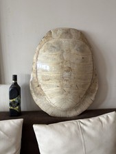 Large 19th Century Antique Blonde Turtle Shell