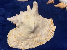 Vintage Horned Conch Seashell Shell home Decor 10 Gorgeous
