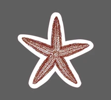 Starfish Sticker Sea Life Waterproof