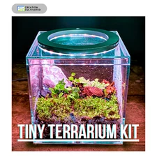 Tiny Terrarium Kit / Bio-Active Enclosure, Live Tropical Plant, Live Springtails