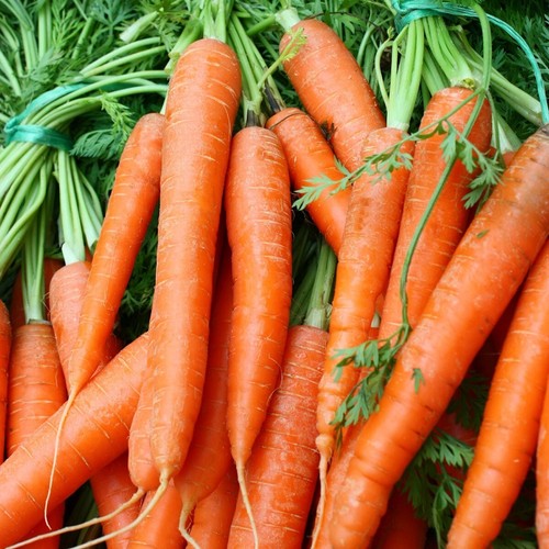 1/4 Lb Scarlet Nantes Carrot Seeds - Everwilde Farms Mylar Seed Packet - Picture 2 of 2
