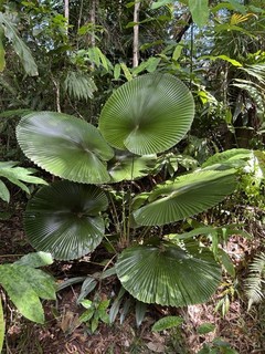 Licuala cordata PURE BEAUTY