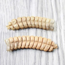 2 Extra Large Rattlesnake Rattles  #705d    Taxidermy Diamondback Sidewinder