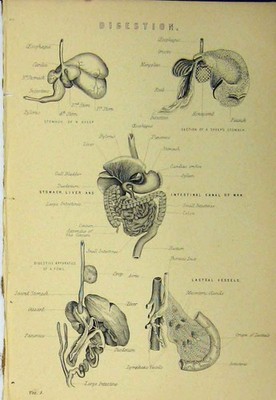 Alter antiker Druck um 1890 Verdauung Magen Schaf Magen Leber Darm Mann 19.