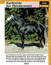 The Horse Breeding (6) - Info Cards