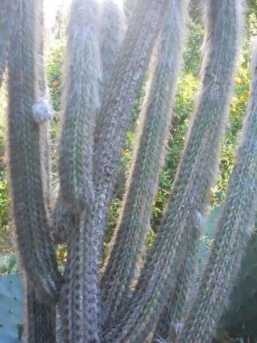 OLD MAN OF THE ANDES (Oreocereus fossulatus) 10 seeds - Picture 2 of 4