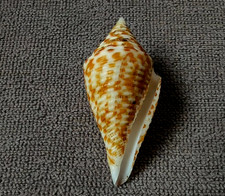 Conus Sowerbii 32.5mm F+++/GEM UNUSUAL  PATTERN sharp-pointed specimen WOW!!!