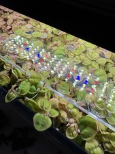Red Root Floaters Live Aquarium Plant 4 Red Root Floaters for Aquascaping