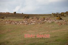 PHOTO  FALLOW DEER ON HYDE COMMON NEW FOREST I DON'T USUALLY SEE LARGE NUMBERS O