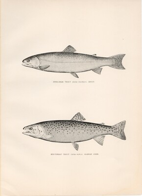 1st Edition Steelhead & Cutthroat Trout Print Denton 1896