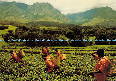 D008547 Teepflücke in Mulanje. F. M. I. Johnston. Malawi. The Warm Heart of Afr