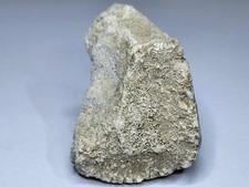 Turtle/Tortoise Shell. White River Fm Fossil (After Dinosaurs)~37myo Ref4004