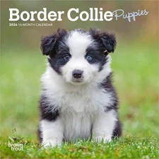 BrownTrout,  Border Collie Puppies 2026 Mini Wall Calendar, 7'' X 7'', 16-Month