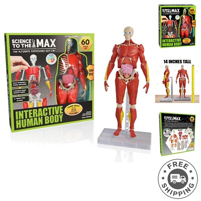 Exciting 14-Inch Human Anatomy Educational Toy - Ideal for Budding Scientists