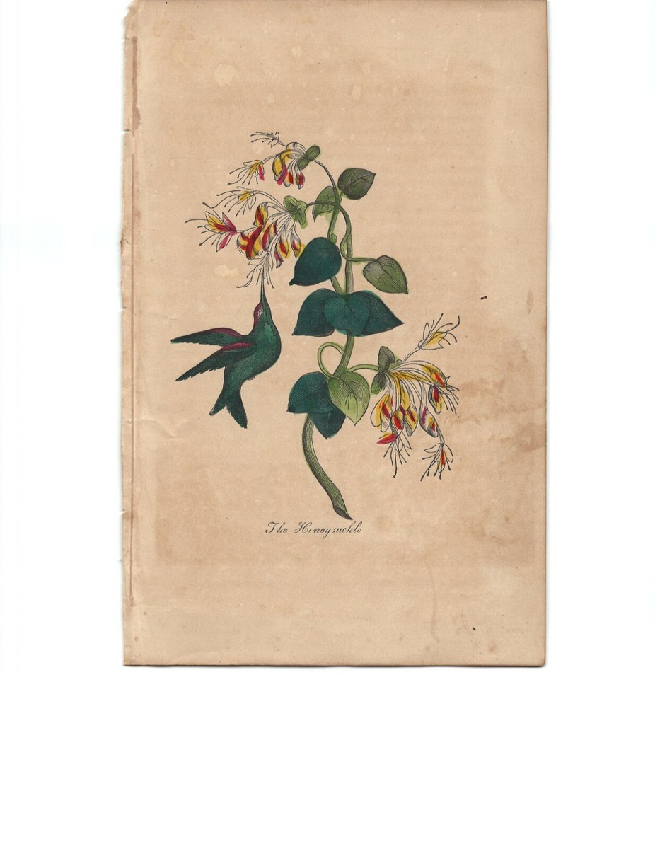 Antique Hand Colored Print (1852) – 