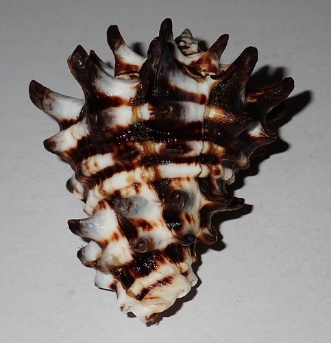 72 mm HUGE Vasum Turbinellus Vase Seashell #AK2 From Surin Island Phuket - Picture 4 of 5