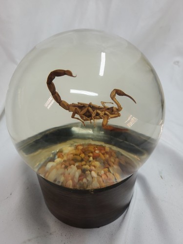 Espositore insetti vetro vintage gemme naturali scorpione incorporamento educativo anni 70 80 - Foto 2 di 11