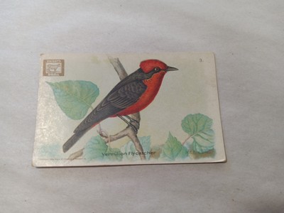 Vintage Useful Birds of America Second Series card #3 Vermillion Flycatcher