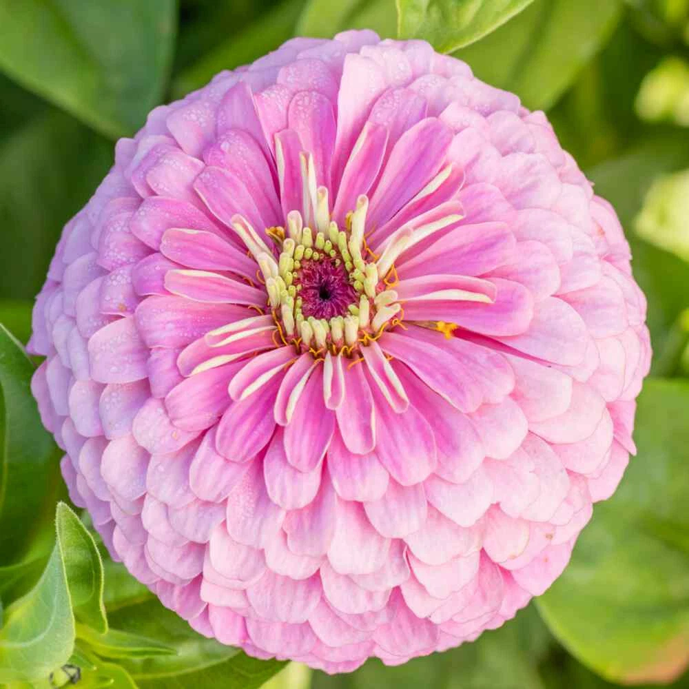 Light Pink Zinnia