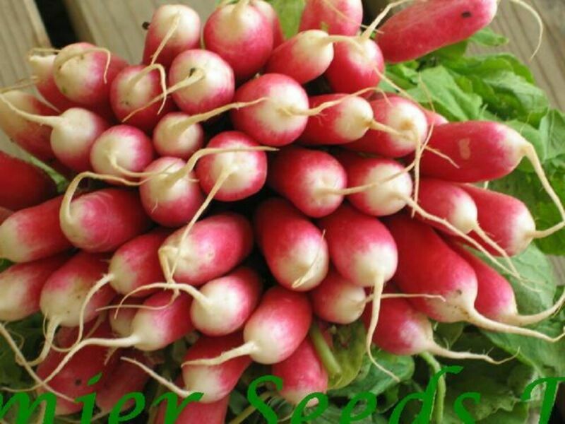 SEED TAPE RADISH FRENCH BREAKFAST  6M (3X2M) ~ APPROX 350 SEEDS