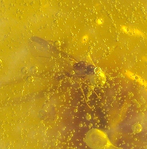 Hermosa Ninfa Grillo con Mosca en Gema Fósil Ámbar Dominicano - Imagen 4 de 8