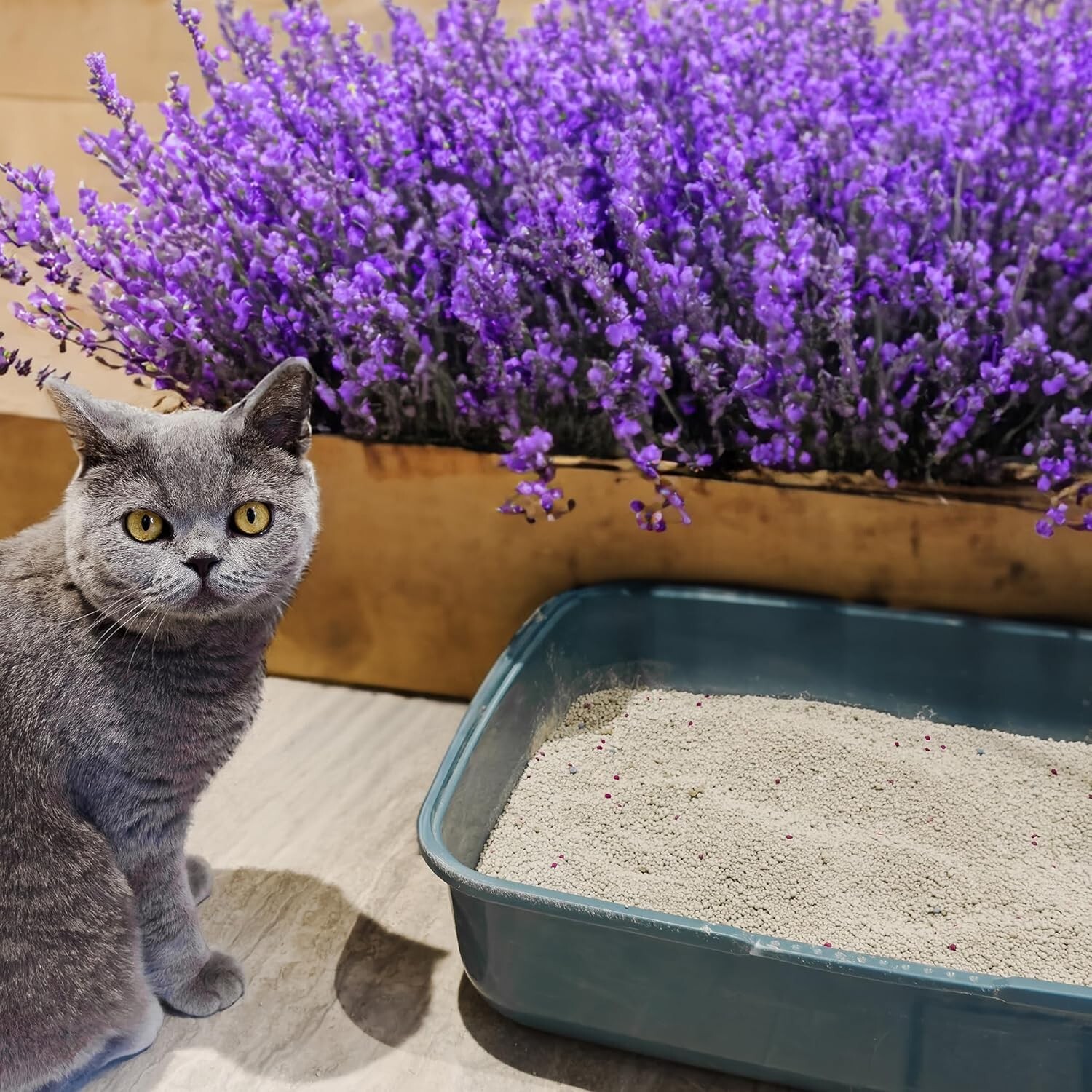 POOWEE Clumping Lavender Cat & Kitten Litter 7.5kg Long Lasting Fast Shipping AU — image 10