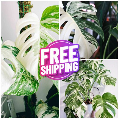 3+ Fresh Variegated Monstera Albo Rooted Nodes Borsigiana RARE LIVE Plant