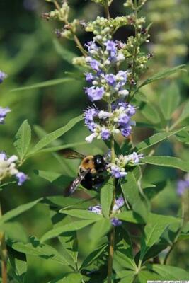 Vitex agnus-castus | Chaste Tree | Monk's Pepper 'Alba' | 20 Seeds