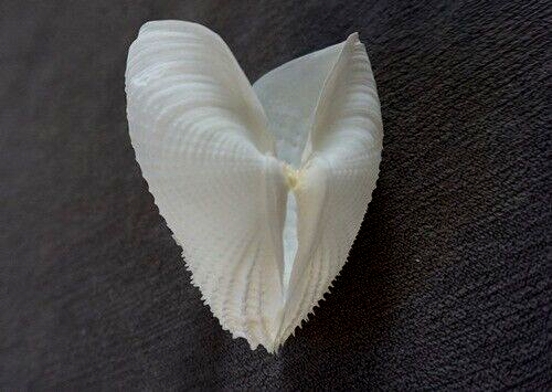 GEMA Barnea dilatata 80 mm "hermosa colección de belleza blanca angelical, ¡¡GUAU!!! - Imagen 6 de 7
