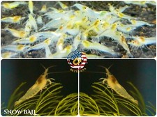 20 2 Snow Ball Freshwater Neocaridina Aquarium Shrimp. Live Guarantee