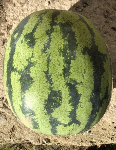 Orangeglo Watermelon - Wassermelone - 5+ seeds - Samen - Cl 019 - Picture 2 of 2