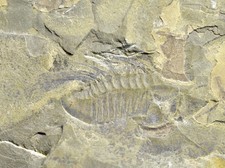 RARE Itydeois Trilobite Fossil with SPINES! Middle Cambrian Linyi Lagserstatte