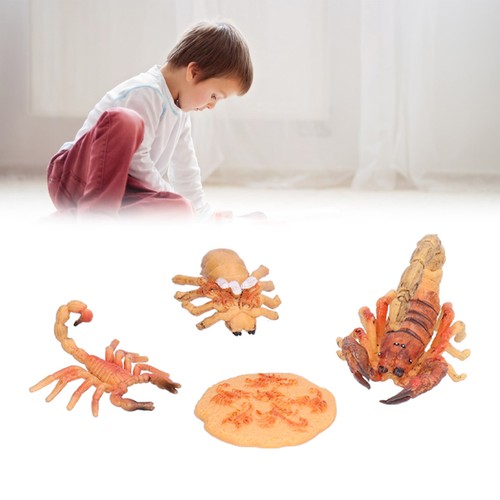 (Skorpion-Wachstumszyklus 2) Biologisches Wissenschaftsmodellspielzeug Trifft - Bild 10 von 22