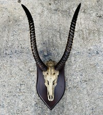 Large Vintage Taxidermy Mounted African Water Buck Horns on Shield