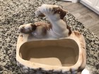 Shawnee Pottery Running Ram Planter Cream Brown Sheep Goat USA 515 Mint — photo 2