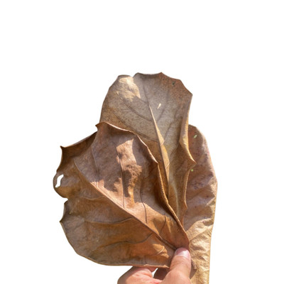 30x Dried Indian Almond Leaves Catappa for Betta Fish Shrimp Aquarium Natural