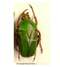 Stephanorrhina simplex, M, rarer, Zimbabwe