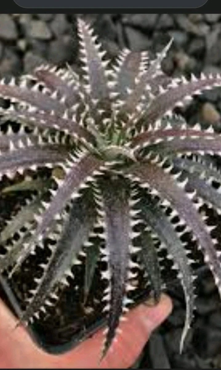 Dyckia for sale | eBay