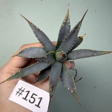 Sale Rare plant Cacti Agave utahensis var. nevadensis WYSIWYG Boutique Decor