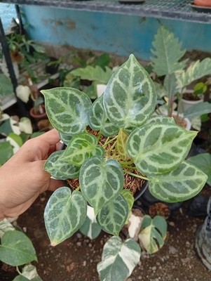 Real Picture Anthurium Dorayaki Silver Mutasion Rare Plant